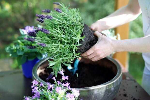 Kuinka hoitaa laventelikukkia, lisääntymistä ja kasvaa kotona
