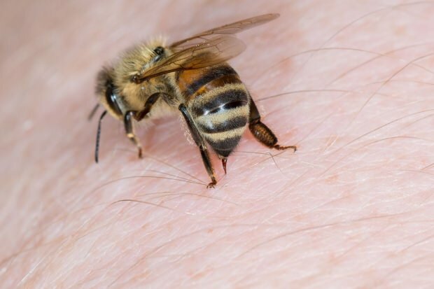mehiläinen 