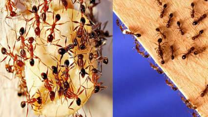 Kuinka tuhota muurahaiset talossa? Mitä tehdä muurahaisista poistamiseksi, tehokkain menetelmä