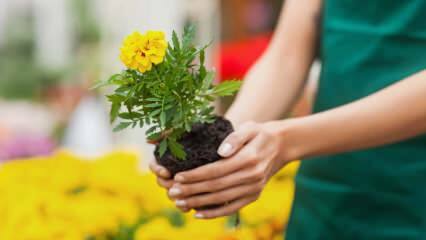 Syyt kasvien kasvattamiseen kotona? Onko kukkien kasvattaminen kotona haitallista?