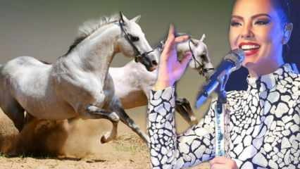 Laulaja Ebru Gündeşin miljoonan dollarin hevosen kohtalo on ilmoitettu!