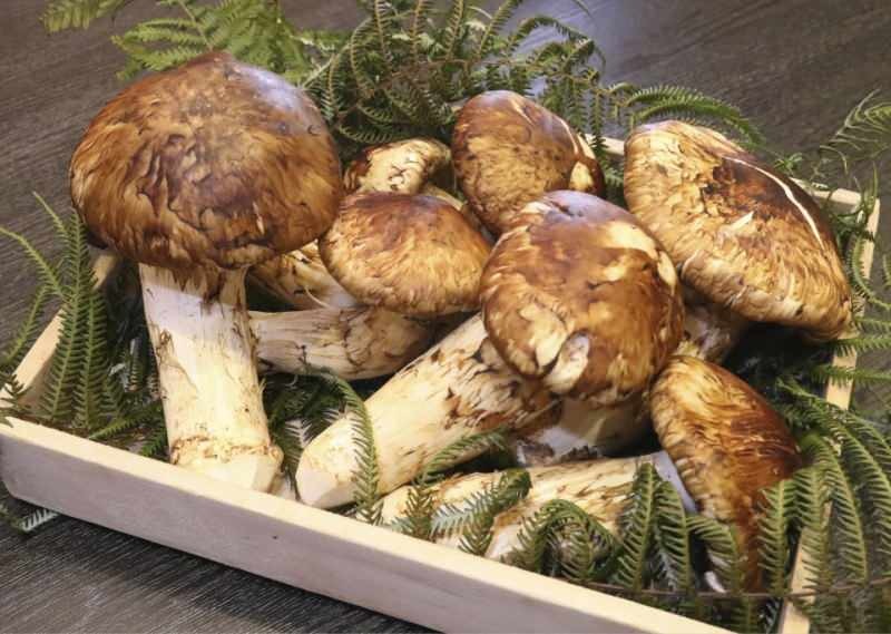 Kuva matsutake-sienestä