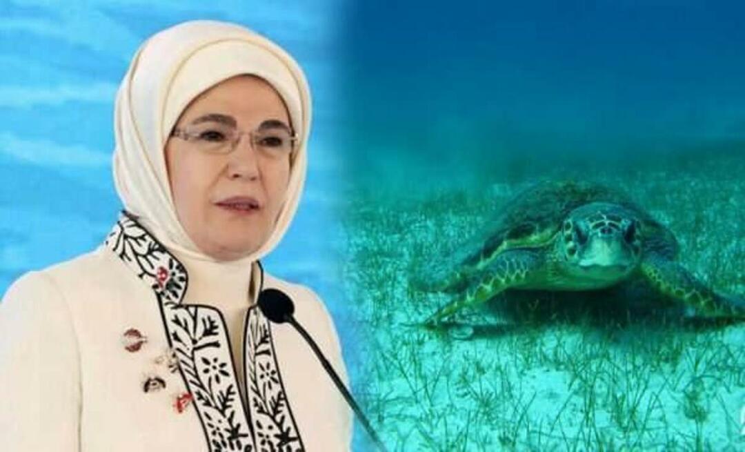 Emine Erdoğanin "merikilpikonna": "Niin kauan kuin suojelemme heitä, he jatkavat elämäänsä"