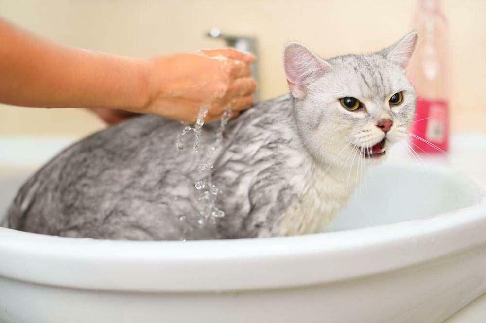 Kuinka pestä kissa