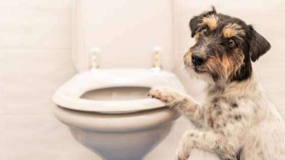 Kuinka tehdä koirien wc-tapoja
