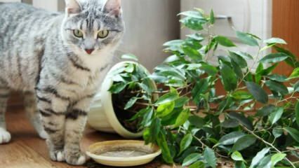 Kuinka kissat pidetään erillään kasveista?