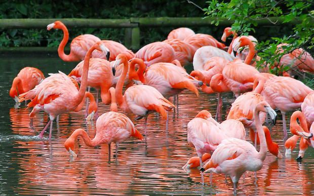 Missä on Flamingo Village? Kuinka päästä sinne? Kuinka paljon aamiaisen hinta on?