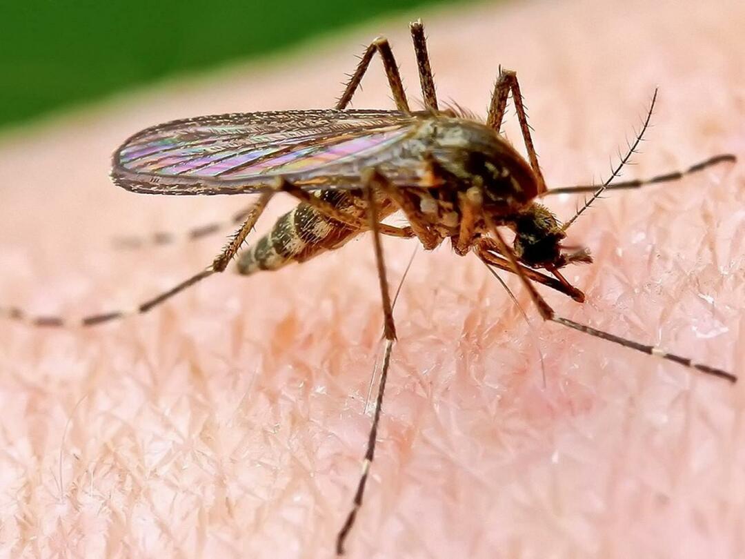Miksi hyttyset purevat joitain ihmisiä enemmän?