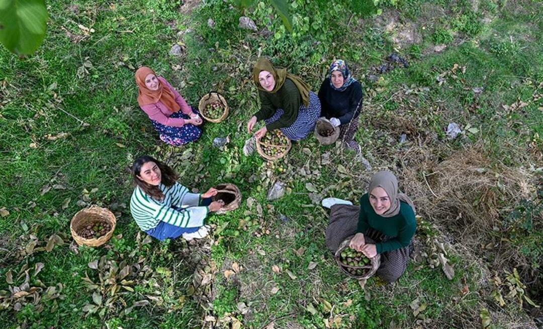 Van-naiset jakavat saksanpähkinöitä Turkkiin tuotemerkillä "Ahtamara"