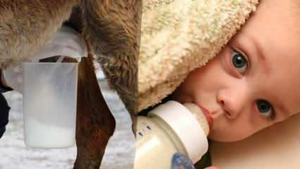 Mikä on lähinnä maitoa äidinmaitoon? Mitä lapselle annetaan äidinmaidon puutteessa?