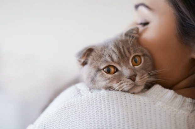 Kuinka estää kissojen stressiä? 