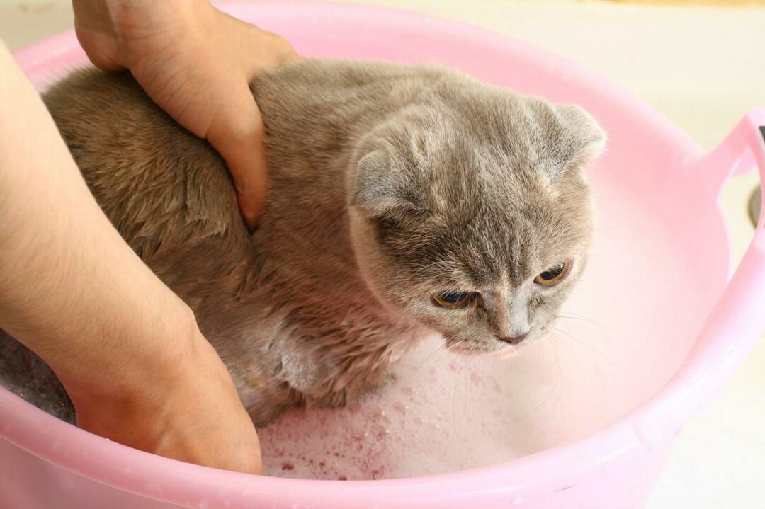 kuinka pestä kissat