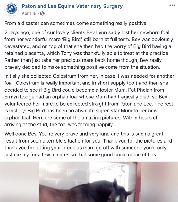 Esimerkki Facebook-viestistä, jossa on tarina Patonilta ja Lee Equine Veterinary Surgerilta.