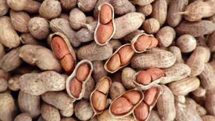 Mitkä ovat maapähkinöiden edut? Jos kulutat kourallisen maapähkinöitä päivässä... 