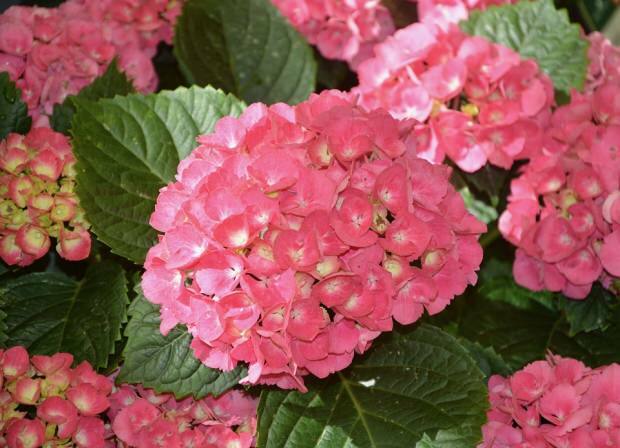 Kuinka huolehtia hydrangean kukasta? Mitkä ovat väritystekniikat?