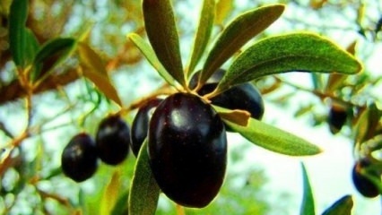Kuinka huolehtia oliivipuusta kotona? 