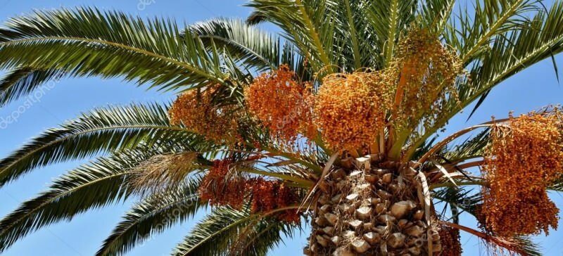 Mikä on palmu? Mitkä ovat palmuominaisuudet, kuinka sitä kasvatetaan