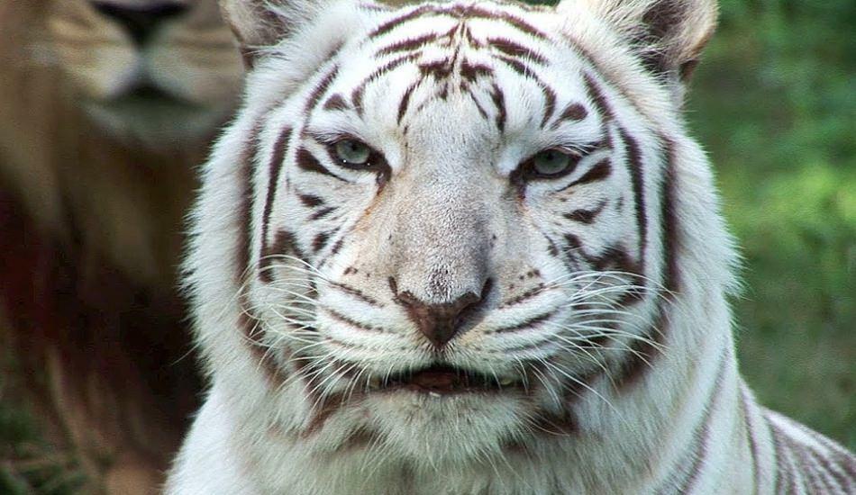 Eläintarhan valkoinen tiikeri leviää vaarassa