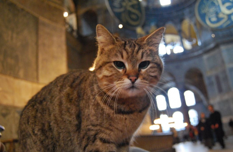 Hagia Sofian kissa Gli on eläinlääkärillä: Hyviä toiveitasi odottaa!