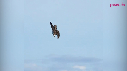 Fish Eaglen hämmästyttävä metsästystaito!