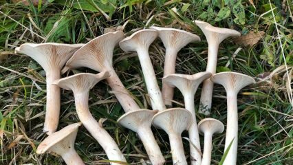 Mitkä ovat maamme arvokkaimmat sienet? Mitä reittejä sinun tulisi seurata etsiessäsi sieniä?