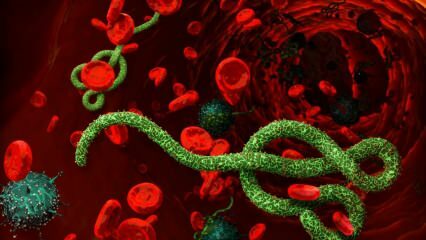 Mikä on Ebola-virus? Kuinka ebolavirus tarttuu? Mitkä ovat Ebola-viruksen oireet? 