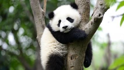 Maailman pienin panda syntyi Kiinassa