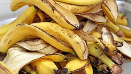 Mitä hyötyä banaanista on? Kuinka monta erilaista banaania on? Tuntemattomia banaaninkuorten käyttötapoja! 
