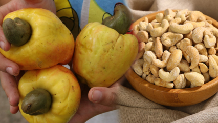 Mitä hyötyä kašelista on? Asioita, joita on tiedettävä cashewista, jotka vaikuttavat positiivisesti silmien terveyteen ...
