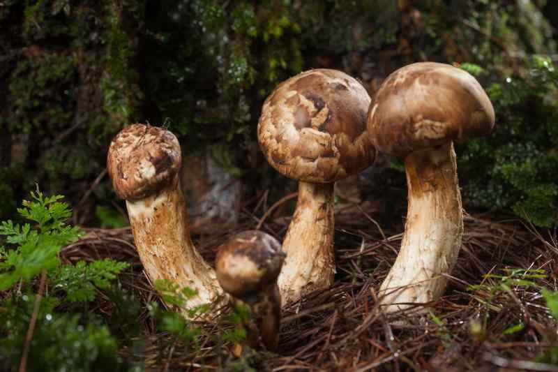 Täydellinen proteiinikauppa: Mikä on Matsutake-sieni? Mitä hyötyä Matsutake-sienestä on?