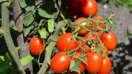 Kuinka kasvattaa tomaattia potissa? Helpoin tomaatinviljely