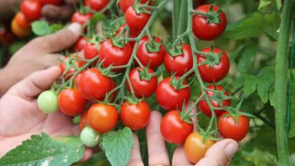 Mitä hyötyä on tomaatin syömisestä sahurilla? Mitä hyötyä raa'ista tomaateista on? 