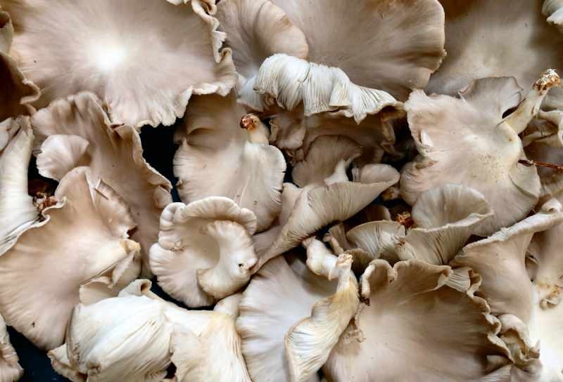 liiallinen sienten kulutus voi aiheuttaa myrkytysallergioita 