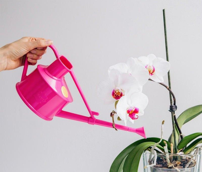 miten orkideoita levitetään