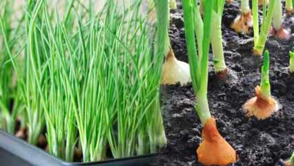 Kuinka kasvattaa vihreää sipulia ruukuissa? Vinkkejä kevätsipulien kasvattamiseen