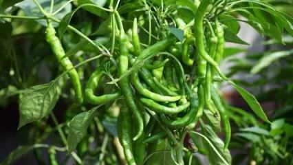Kuinka kasvaa vihreää paprikaa ruukuissa? Vinkkejä paprikoiden kasvattamiseen kotona