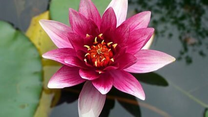 Kuinka hoitaa Lotus (vesililja) kukka kotona?