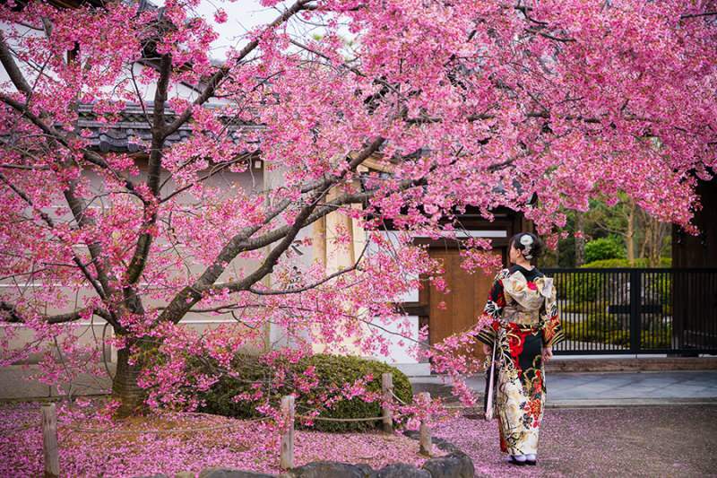 Mitä Sakura tarkoittaa? Sakura-kukan tuntemattomat ominaisuudet