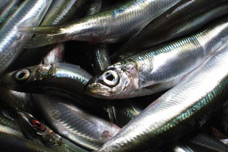 sardiinilla on korkein öljyarvo kalalajeista