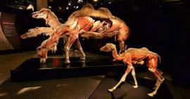Real Animals Anatomia -näyttely saapuu Turkkiin!