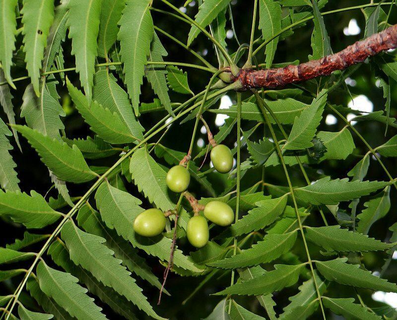 neem-puuta on käytetty vaihtoehtoisessa lääketieteessä muinaisista ajoista lähtien