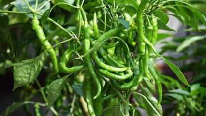 Kuinka kasvattaa vihreää paprikaa ruukuissa? Mitä temppuja ovat paprikoiden kasvattaminen kotona?