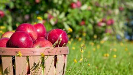 Vinkkejä omenan pitämiseen tuoreena