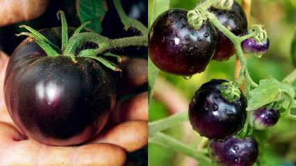 Syöpävihollinen: Mikä on musta tomaatti? Mitkä ovat mustien tomaattien edut?