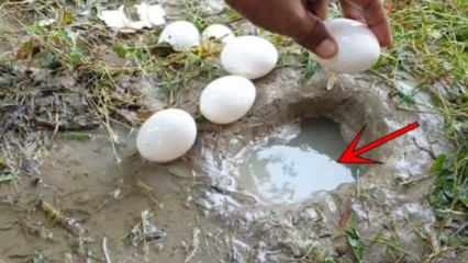 YouTube-ilmiö tarttui kaloihin rikkomalla muna vedessä! Tässä on hämmästyttävä tulos ...