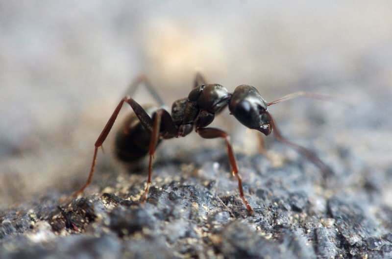 Tehokas tapa muurahaisten poistamiseen kotona! Kuinka muurahaiset voidaan tuhota tappamatta?
