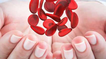 Mikä on Välimeren anemia (Thalassemia)? Mitkä ovat Välimeren anemian oireet? Välimeren anemiahoito