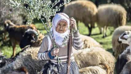 Fatma-täti on ollut paimen Amanosvuorten juurella puolen vuosisadan ajan!