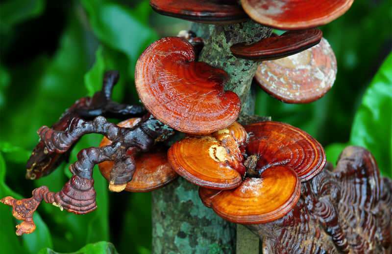 Mikä on Reishi-sieni? Mitkä ovat Reishi-sienen edut iholle ja hiuksille?