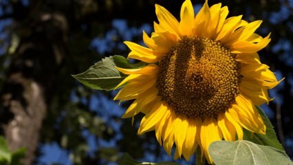Mitä hyötyä on auringonkukka? Mihin sairauksiin auringonkukka sopii? Kuinka auringonkukkateetä valmistetaan?